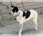 Small #1 Border Collie Mix