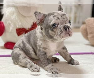 French Bulldog Puppy for sale in NEW YORK, NY, USA