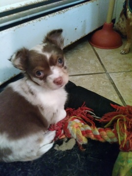 Medium Photo #1 Chihuahua Puppy For Sale in SCRANTON, PA, USA