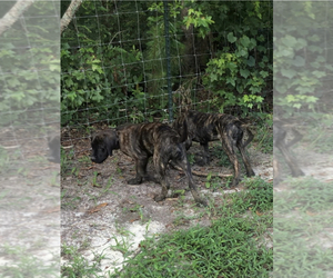 Medium Mastiff