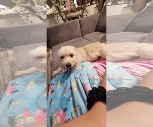 Luna - All she wants is a quiet home! - Female Cock-A-Tzu Dog for Adoption - Photo #3