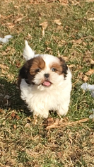 Shih Tzu Puppy for sale in AUDUBON, IA, USA
