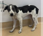 Small Catahoula Leopard Dog Mix
