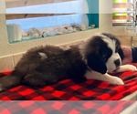 Small #1 Saint Bernard