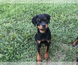 Rottweiler Puppy for Sale in AUSTIN, Texas USA