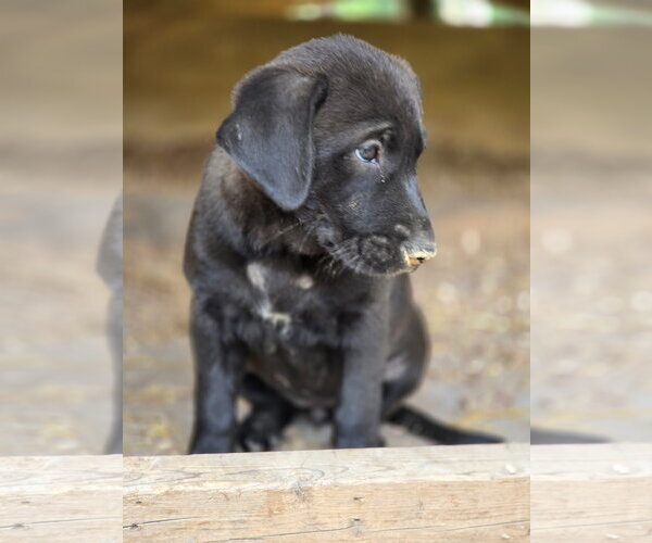 Medium Photo #2 Labrador Retriever-Unknown Mix Puppy For Sale in Kannapolis, NC, USA