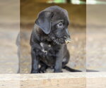 Small #1 Labrador Retriever Mix