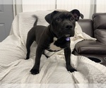 Small Photo #6 American Bully Puppy For Sale in REESEVILLE, WI, USA