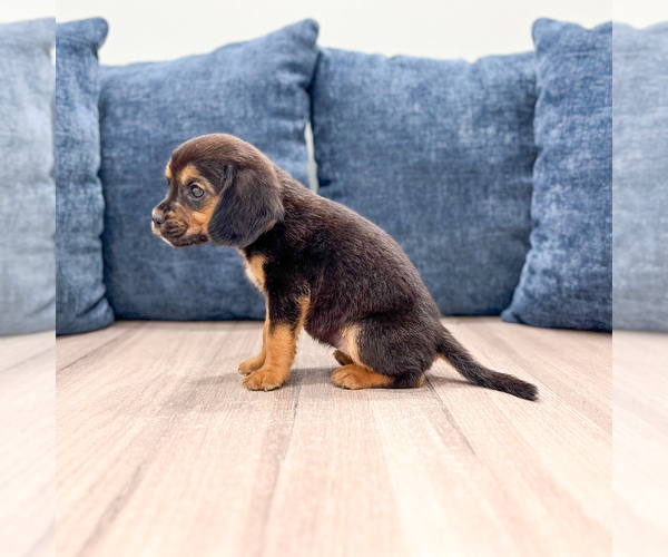 Medium Photo #5 Beaglier Puppy For Sale in MILLERSBURG, OH, USA