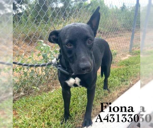 Medium Photo #1 Labrador Retriever-Unknown Mix Puppy For Sale in Conroe, TX, USA