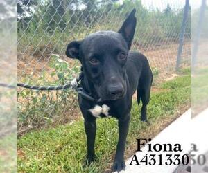 Labrador Retriever-Unknown Mix Dogs for adoption in Conroe, TX, USA