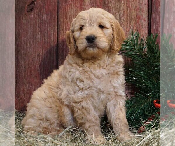 Medium Photo #4 Goldendoodle-Poodle (Miniature) Mix Puppy For Sale in CLARK, WI, USA