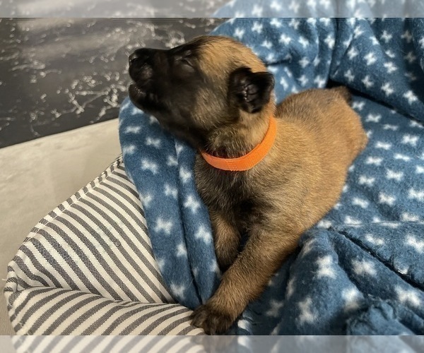 Medium Photo #147 Belgian Malinois Puppy For Sale in REESEVILLE, WI, USA