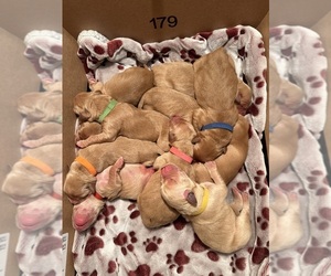 Golden Retriever Puppy for Sale in ORTING, Washington USA