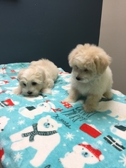 Bolognese-Maltese Mix Puppy for sale in MONITOR, OR, USA