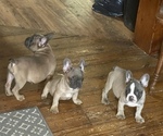 Small Photo #1 French Bulldog Puppy For Sale in NORRIS CITY, IL, USA