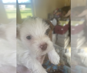 Yorkshire Terrier Puppy for sale in SALADO, TX, USA