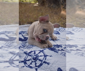 French Bulldog Puppy for sale in MOSS BEACH, CA, USA