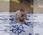Image preview for Ad Listing. Nickname: Gracie
