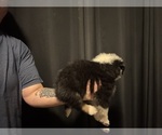 Small #4 Australian Shepherd