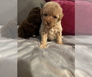 Poodle (Toy) Puppy for sale in SYLMAR, CA, USA