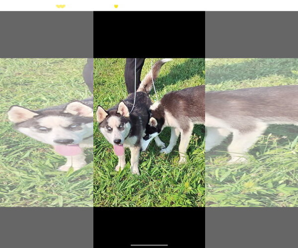 Medium Photo #3 Siberian Husky Puppy For Sale in HOPKINSVILLE/PRINCETON, KY, NH, USA