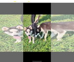 Small #2 Siberian Husky