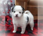 Puppy Snowflake Yoranian