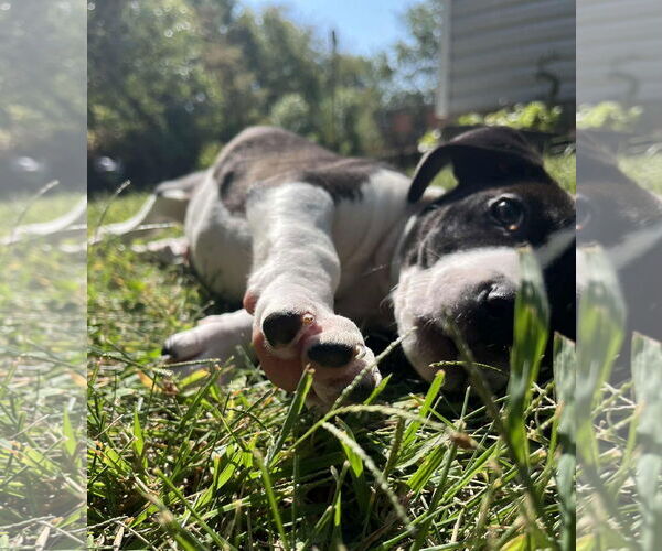 Medium Photo #5 Mutt Puppy For Sale in Germantown, OH, USA