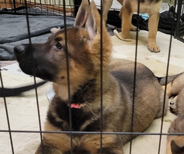 Medium Photo #7 German Shepherd Dog Puppy For Sale in SAINT CROIX FALLS, WI, USA