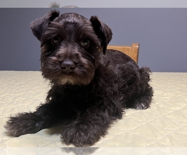 Full screen Photo #1 Schnauzer (Miniature) Puppy For Sale in GIRARD, KS, USA