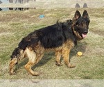 Small Photo #8 German Shepherd Dog Puppy For Sale in EOLIA, MO, USA