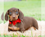 Small #3 Dachshund
