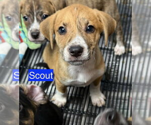 Mutt Dogs for adoption in Gilberts, IL, USA