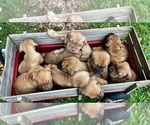 Small Photo #10 Dogue de Bordeaux-Muscle Mastiff Mix Puppy For Sale in COOKEVILLE, TN, USA