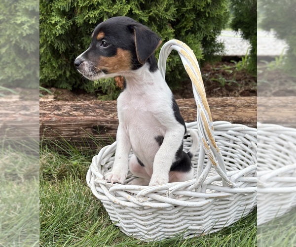 Medium Photo #4 Jack-Rat Terrier Puppy For Sale in MIDDLEBURY, IN, USA