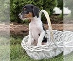 Small #3 Jack-Rat Terrier
