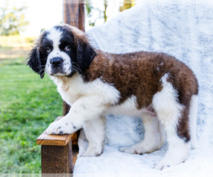 Medium Saint Bernard