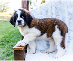 Puppy 1 Saint Bernard