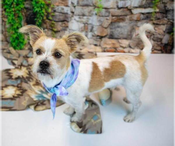 Medium Photo #4 Mutt Puppy For Sale in Kennesaw, GA, USA