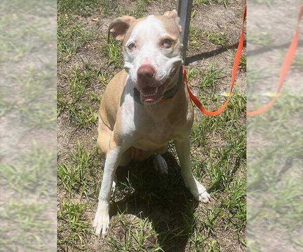 Medium Photo #1 Catahoula Leopard Dog-Unknown Mix Puppy For Sale in Tavares, FL, USA
