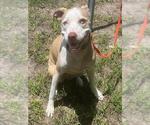 Small Catahoula Leopard Dog Mix