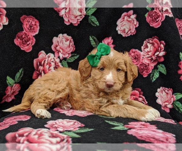 Medium Photo #4 Aussiedoodle Miniature  Puppy For Sale in NOTTINGHAM, PA, USA