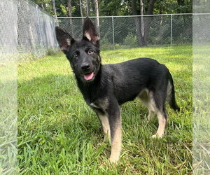 German Shepherd Dog-Unknown Mix Dogs for adoption in Centreville, VA, USA