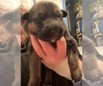 Puppy 2 German Shepherd Dog