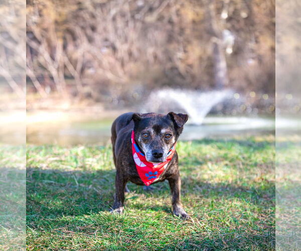 Medium Photo #8 Dachshund-Unknown Mix Puppy For Sale in Unionville, PA, USA