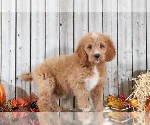 Goldendoodle Puppy for sale in MOUNT VERNON, OH, USA