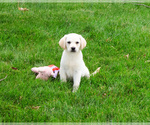 Small #9 Labrador Retriever