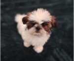 Small #2 Shih Tzu