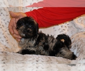 Yorkiepoo mix (+ Poodle Toy) Puppy for sale in DYERSBURG, TN, USA